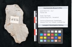 Foto (Objekt + Etikett) von Plantae indet.  (NHMW-GEO-2024-0188-10175)